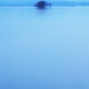 琵琶湖に立つ木