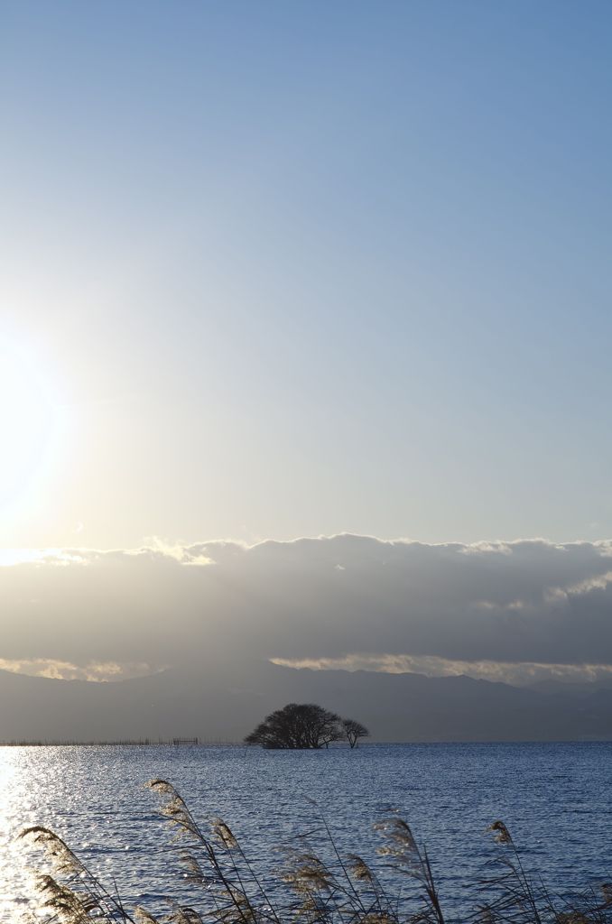 湖北の木　ススキ編