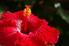 Vivid Red