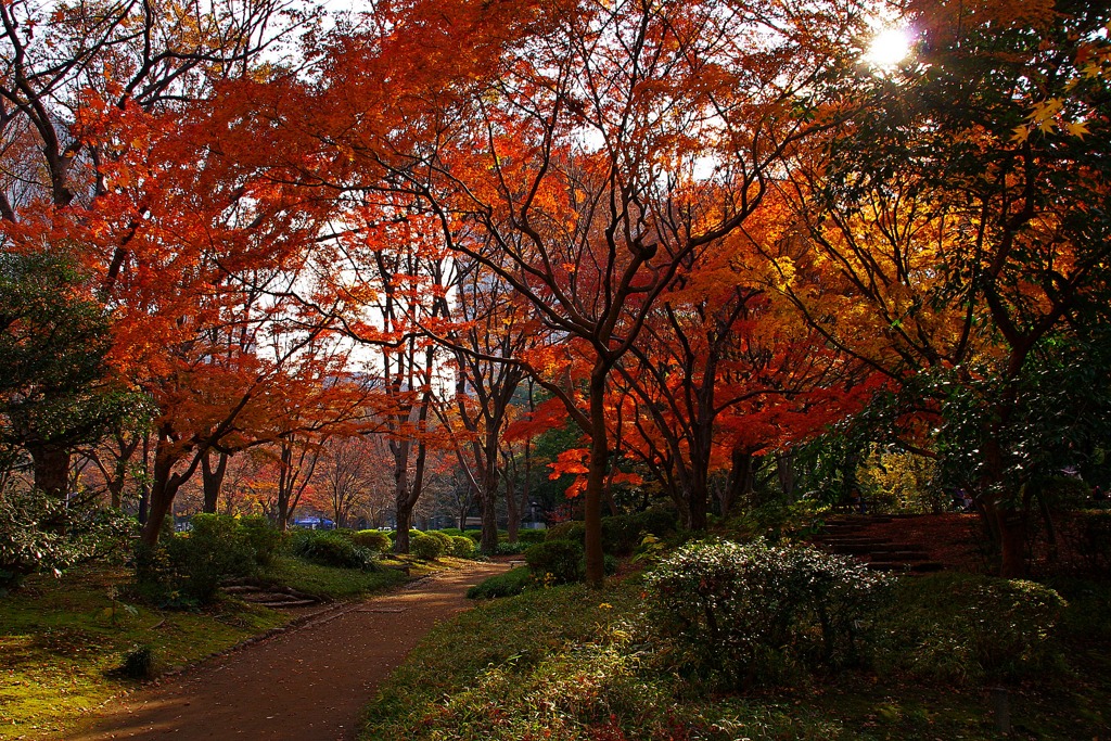 もみじ道