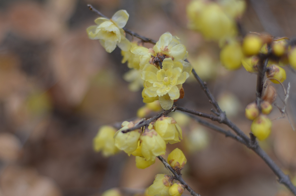 あなたそんなに奇麗ではない