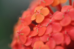紫→朱陽花