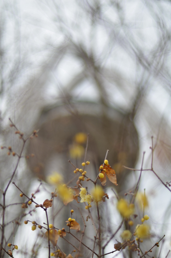 見上げてごらん