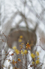 見上げてごらん