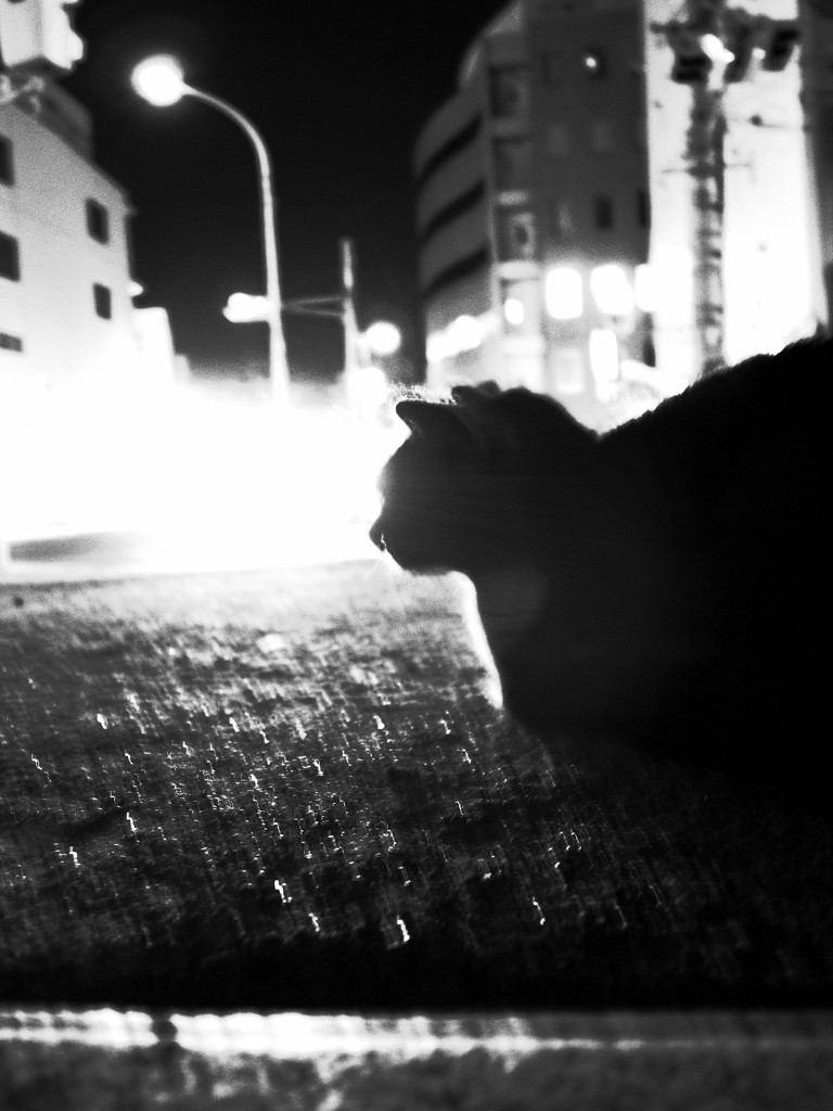 Midnight Run～たんご