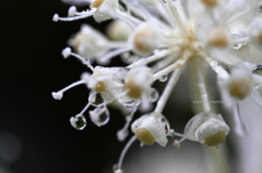 Japanese Aralia