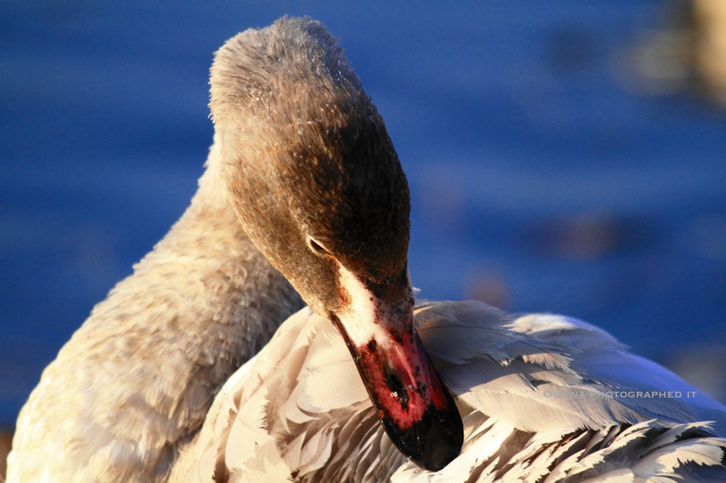 Tundra swan