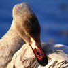 Tundra swan