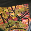 垣間みる永源寺の紅葉
