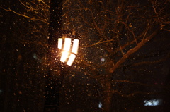 夜の雪