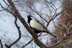 シジュウカラ