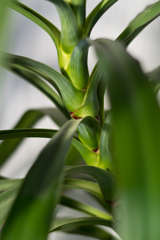 観葉植物