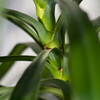 観葉植物