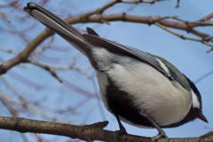 シジュウカラ