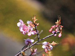 早咲き　はじまる