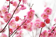 春来る