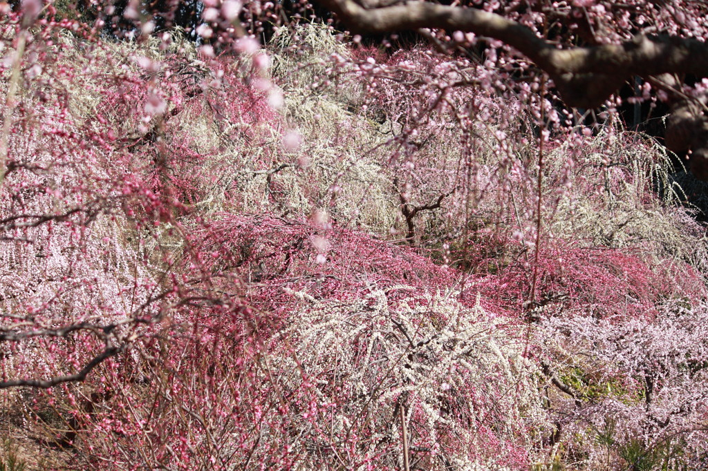 百花繚乱2011