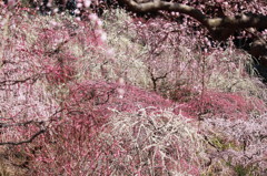 百花繚乱2011
