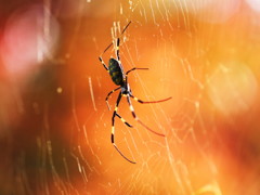 紅葉色をバックに