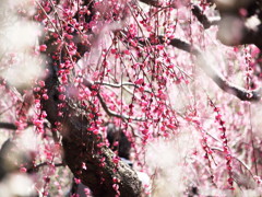 紅梅に春の雪
