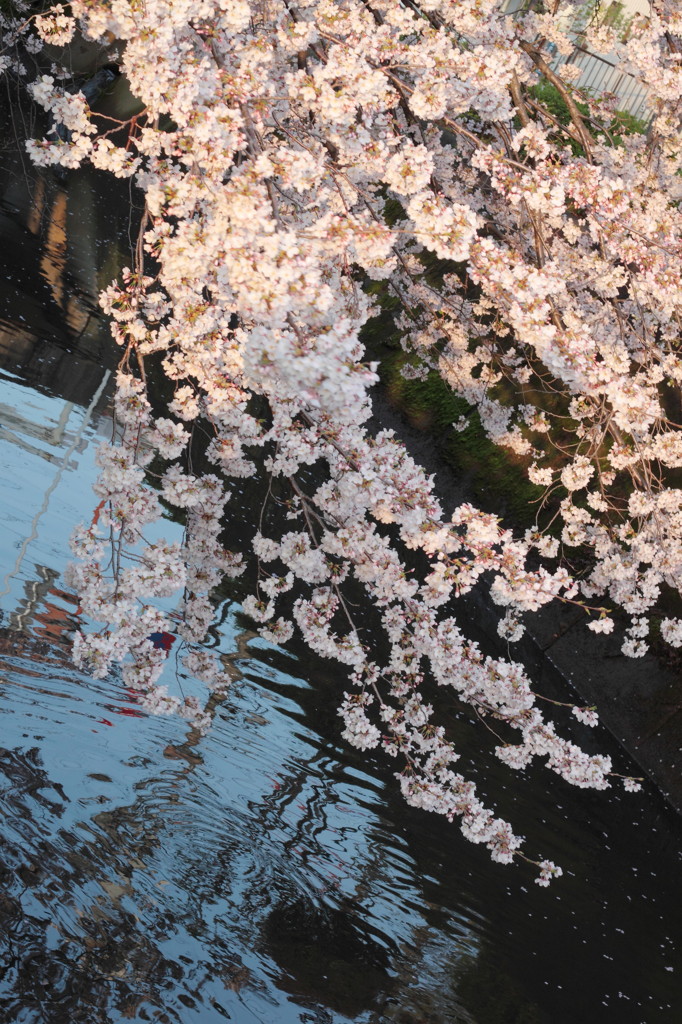 桜の国・夕焼け