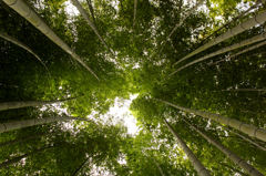 高台寺竹林を仰ぐ