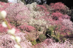 百花繚乱2012
