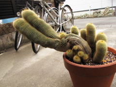 サボ冬眠(今年で何年目だ？)