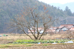 木