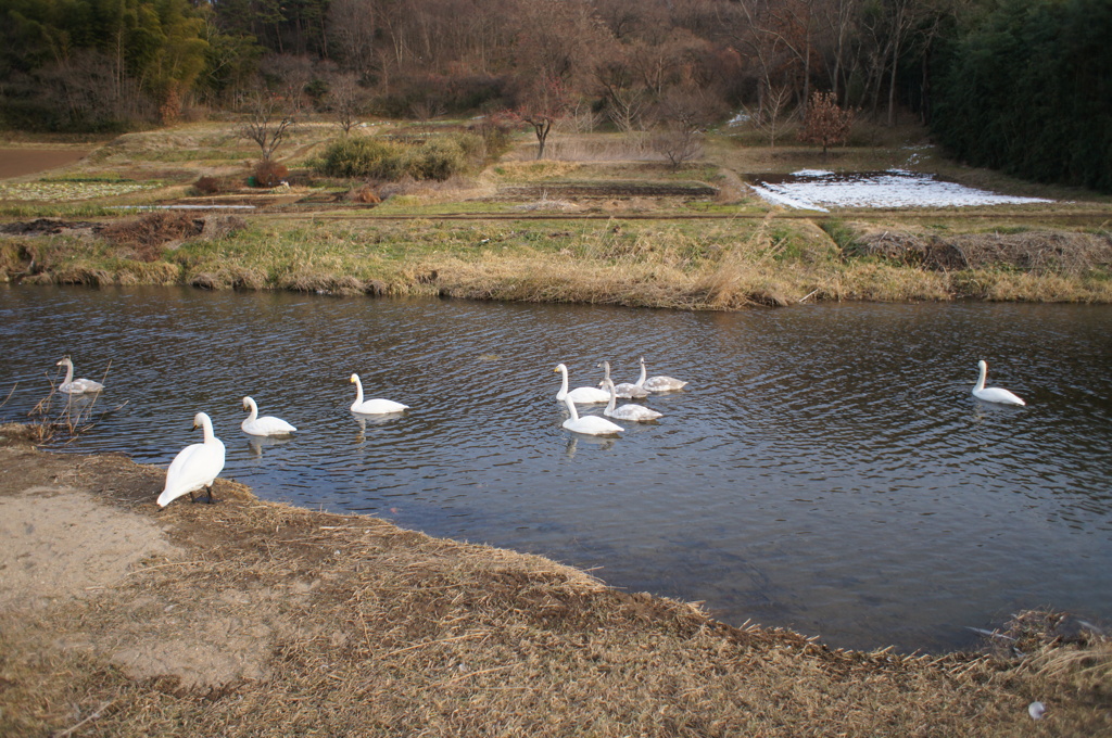 ウチの裏の川、ちょっと下流