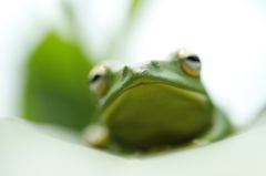 Frog#1