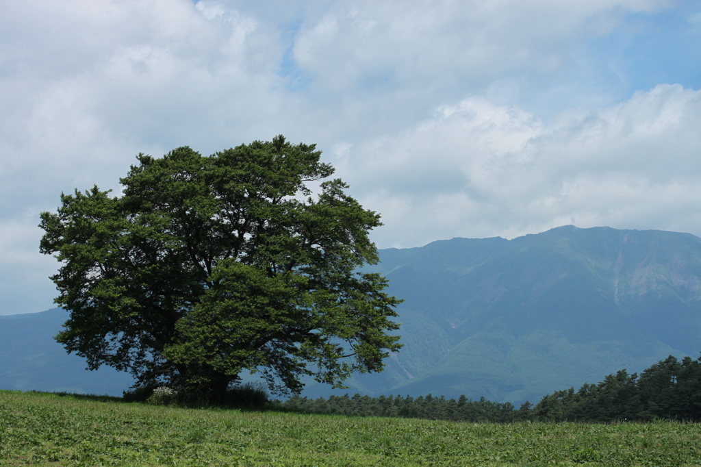 東北