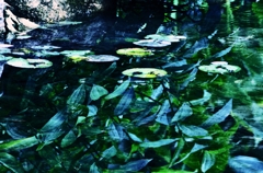 溜池の水鏡