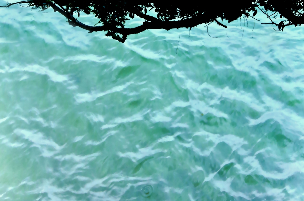 輝く海
