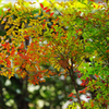 南天の紅葉