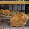 春は名のみの…