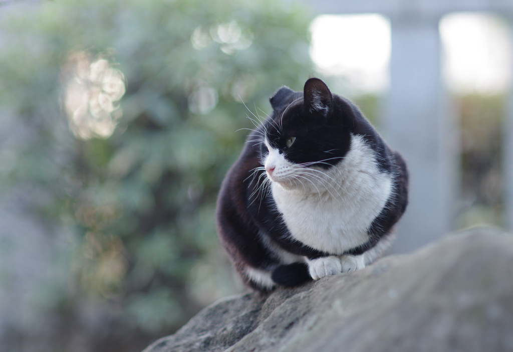 新年の境内にて