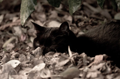 吾輩は猫である