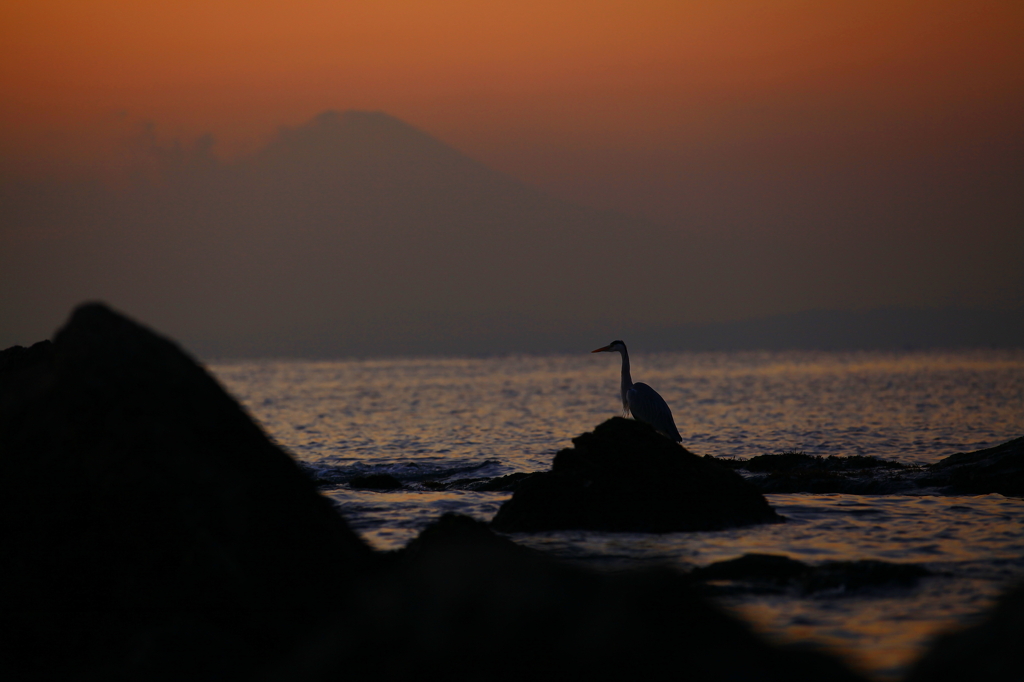 森戸の夕照～小富士の青鷺～