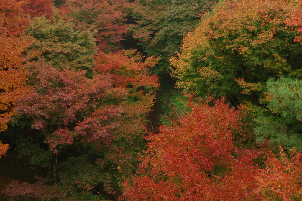 紅葉の渓谷
