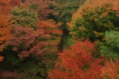 紅葉の渓谷