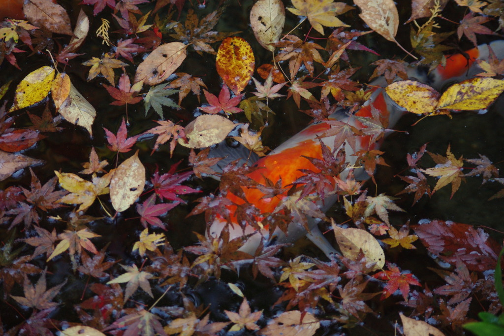 紅葉に秘める鯉