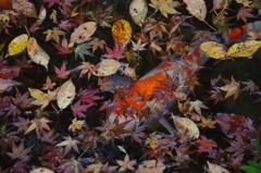 紅葉に秘める鯉