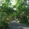 伊雑宮の参道