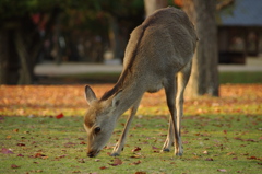 紅葉に遊ぶ
