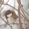 そぼ降る雪のなか