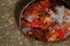 紅葉スープ