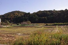 磯辺の田園