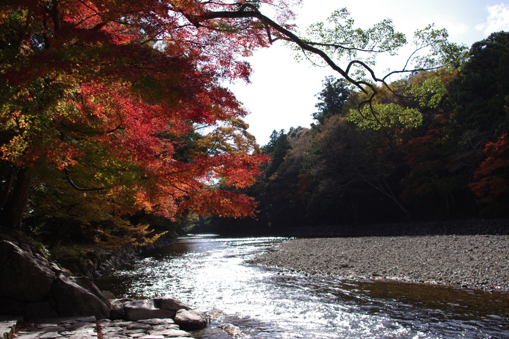 五十鈴川の秋