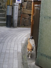 猫さま